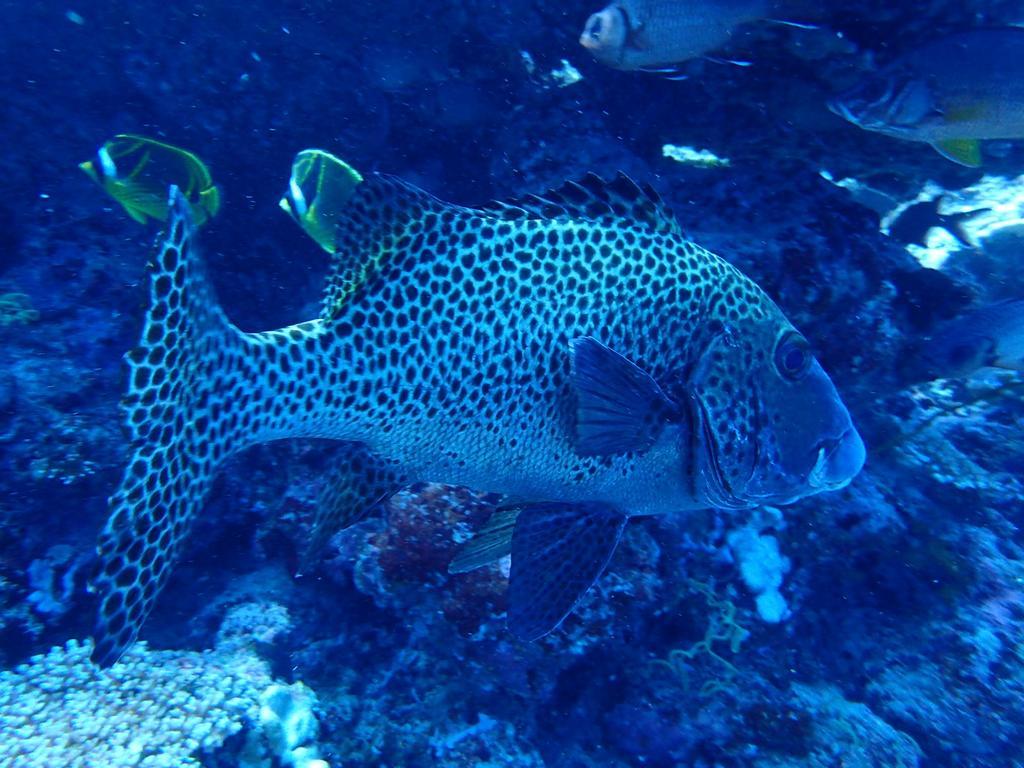 The Sunrise Huraa Exterior foto